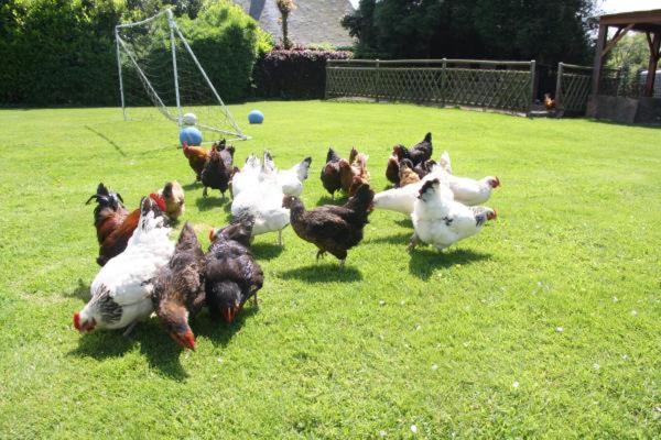 L'Ecurie D'Hubert Villa Gerponville Dış mekan fotoğraf
